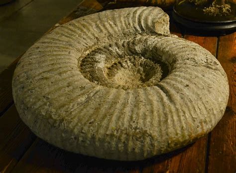 large ammonites for sale uk.